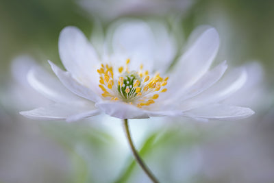 poster-print-nemorosa-nirvana