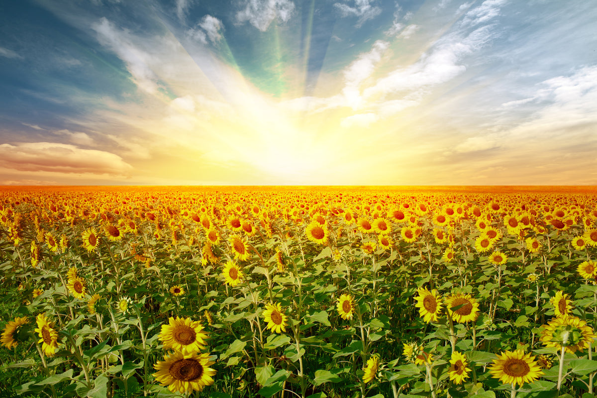 modern-3-piece-aluminium-print-a-field-full-of-sunflowers