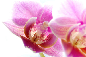 canvas-print-magnificent-phalaenopsis
