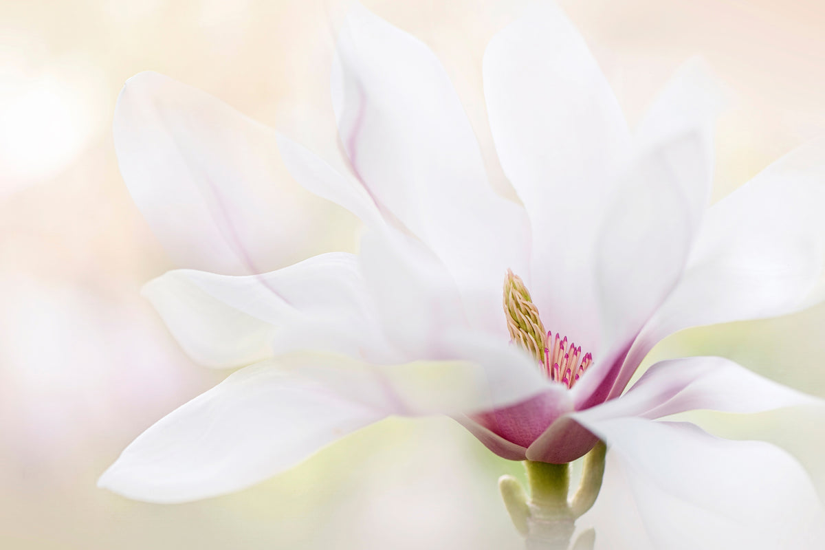 aluminium-print-purity-x