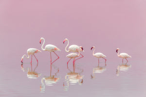 acrylic-print-flamingos-xyo