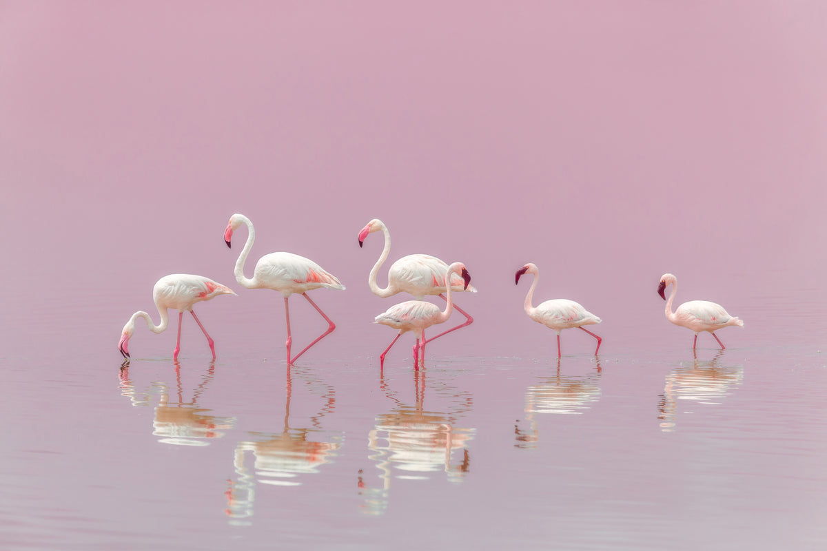acrylic-print-flamingos-xyo