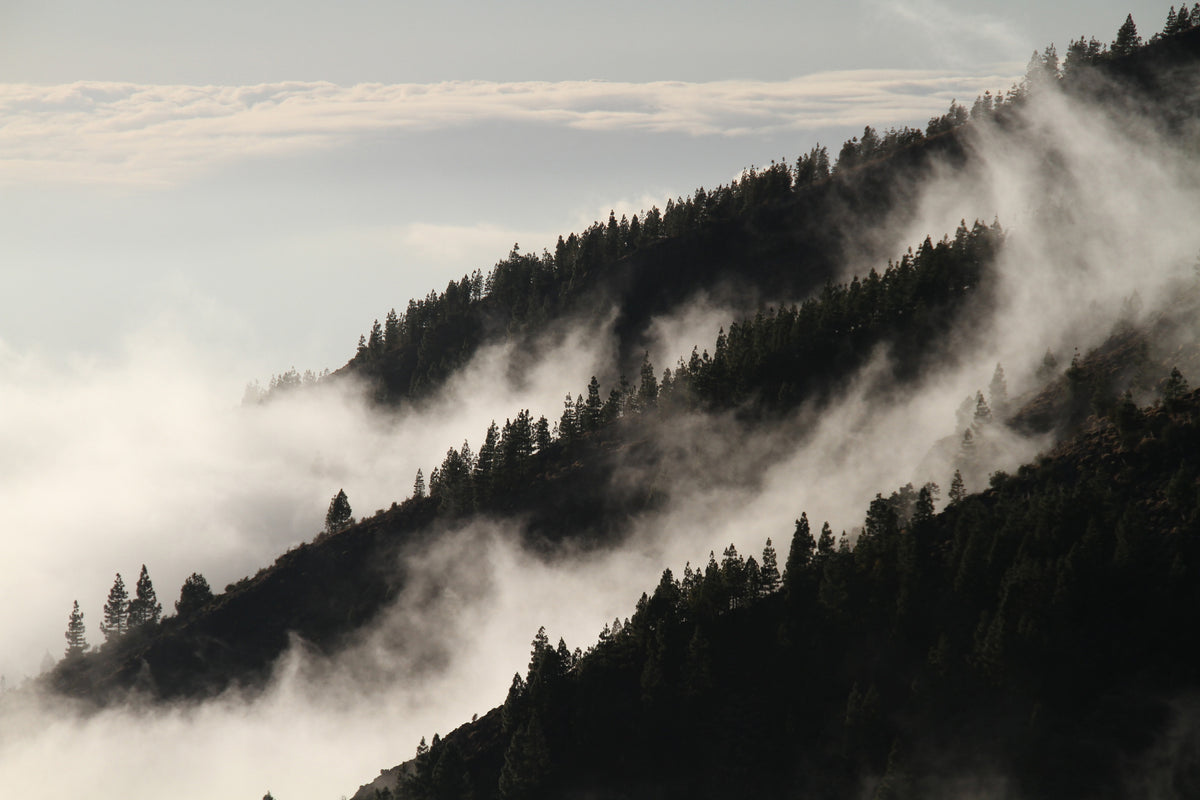 framedcanvas-print-fog-in-the-woods
