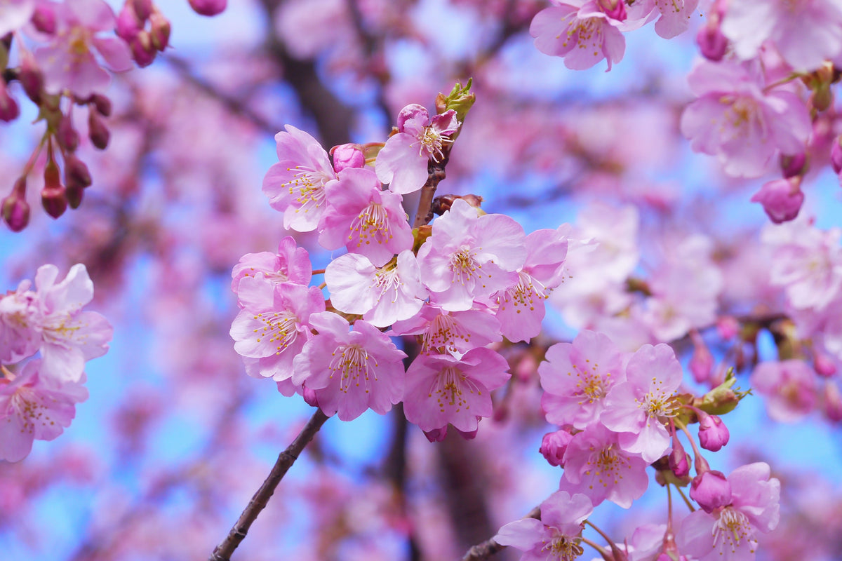 canvas-print-gorgeous-cherry-blossom