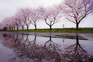 framedposter-print-rain-of-spring-x