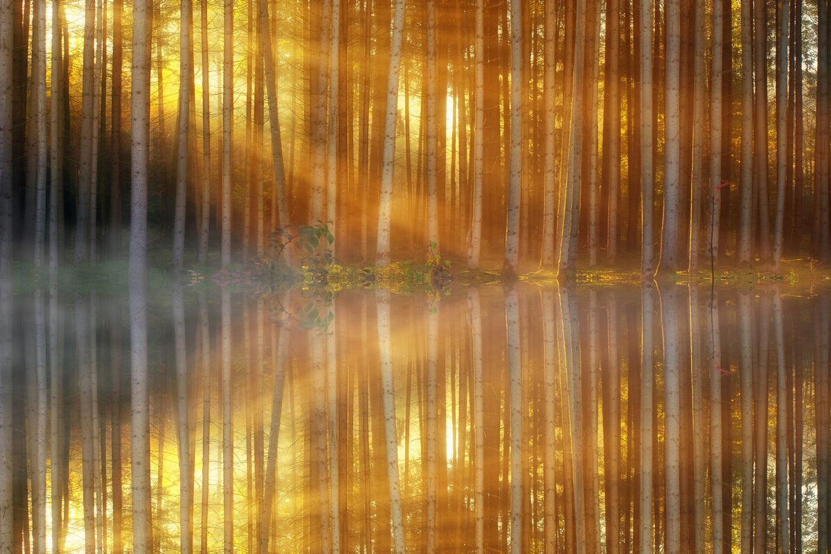 framedposter-print-romantic-mood-in-the-forest