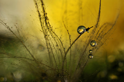 poster-print-a-golden-morning-shower-x