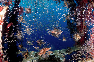 acrylic-print-lionfish-party-x