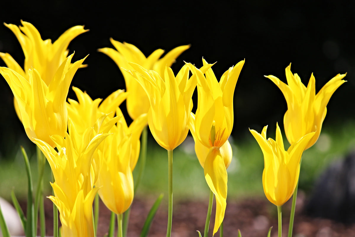 3-piece-canvas-print-yellow-tulips-in-the-nature