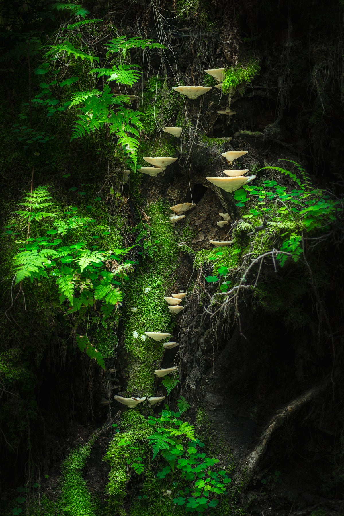 poster-print-mushroom-wall