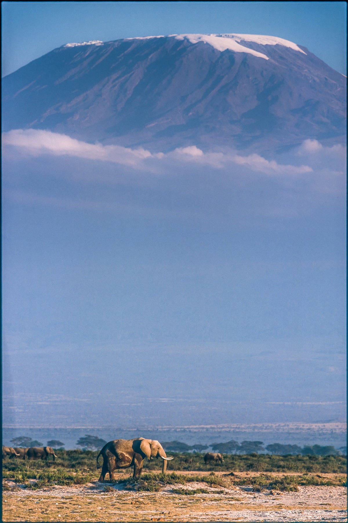 canvas-print-kilimanjaro-and-the-quiet-sentinels