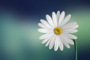poster-print-flower