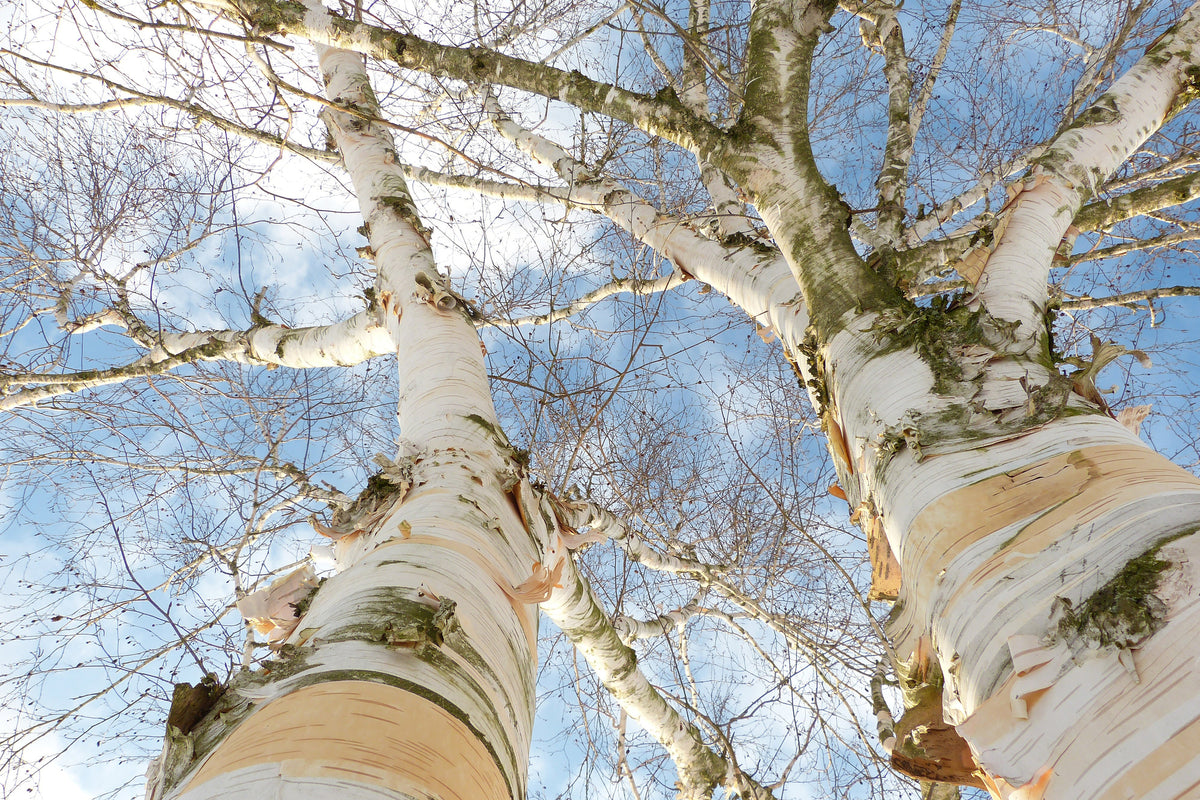3-piece-aluminium-print-the-2-birches