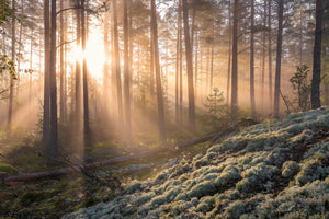 framedposter-print-foggy-morning-in-the-forest