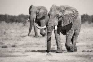 framedposter-print-twin-elephants-x