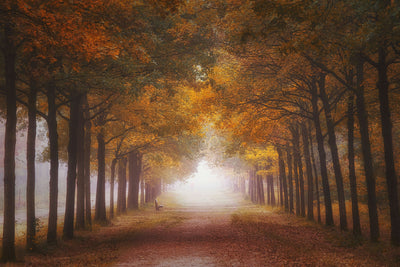 poster-print-foggy-autumn-dream-x