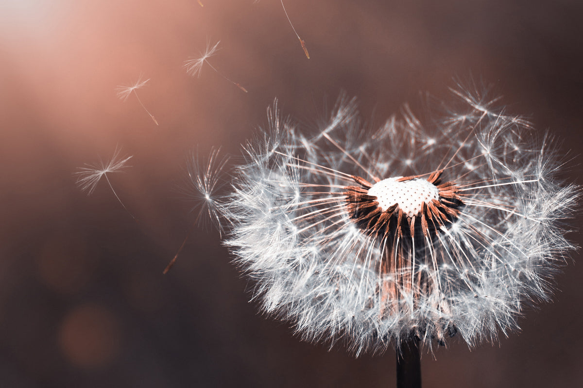 canvas-print-dandelion-in-the-evening-light