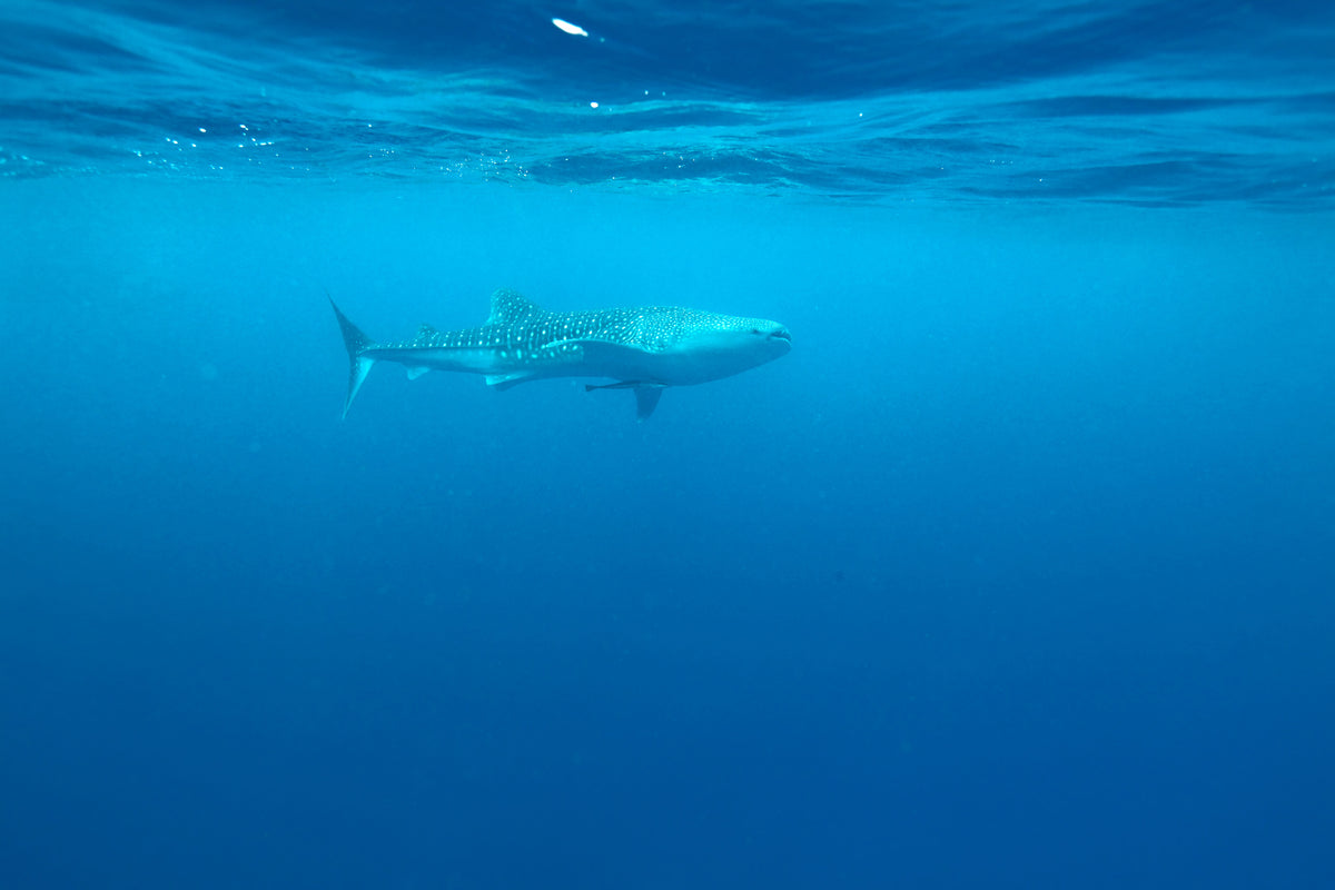 canvas-print-the-whale-shark