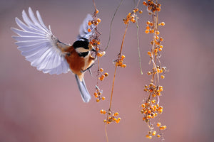 3-piece-acrylic-print-bird-in-action