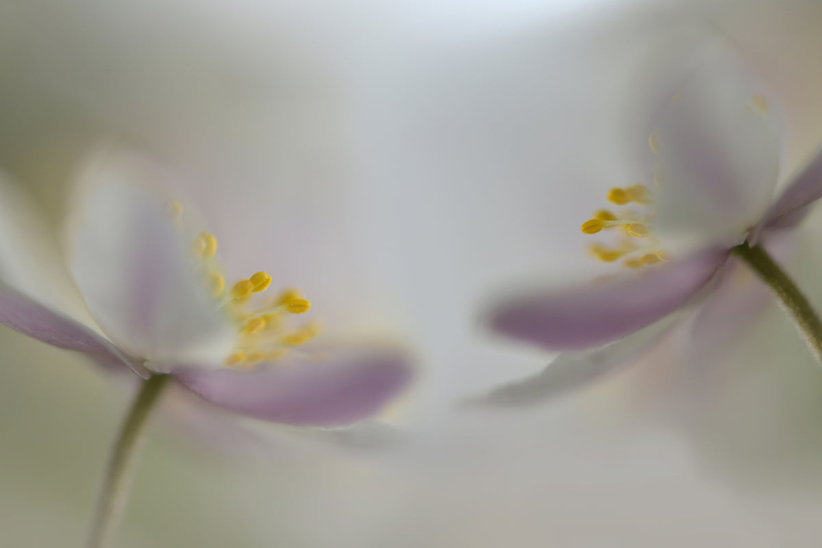 3-piece-canvas-print-soft-whispering