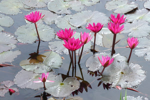 3-piece-aluminium-print-jump-in-the-lily-pond