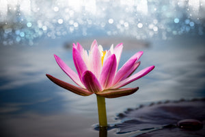modern-3-piece-canvas-print-lotus-in-the-morning-dew