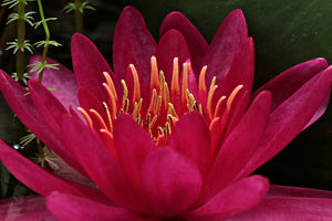 3-piece-canvas-print-wonderful-water-lily