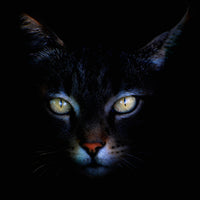 9-piece-aluminium-print-cat