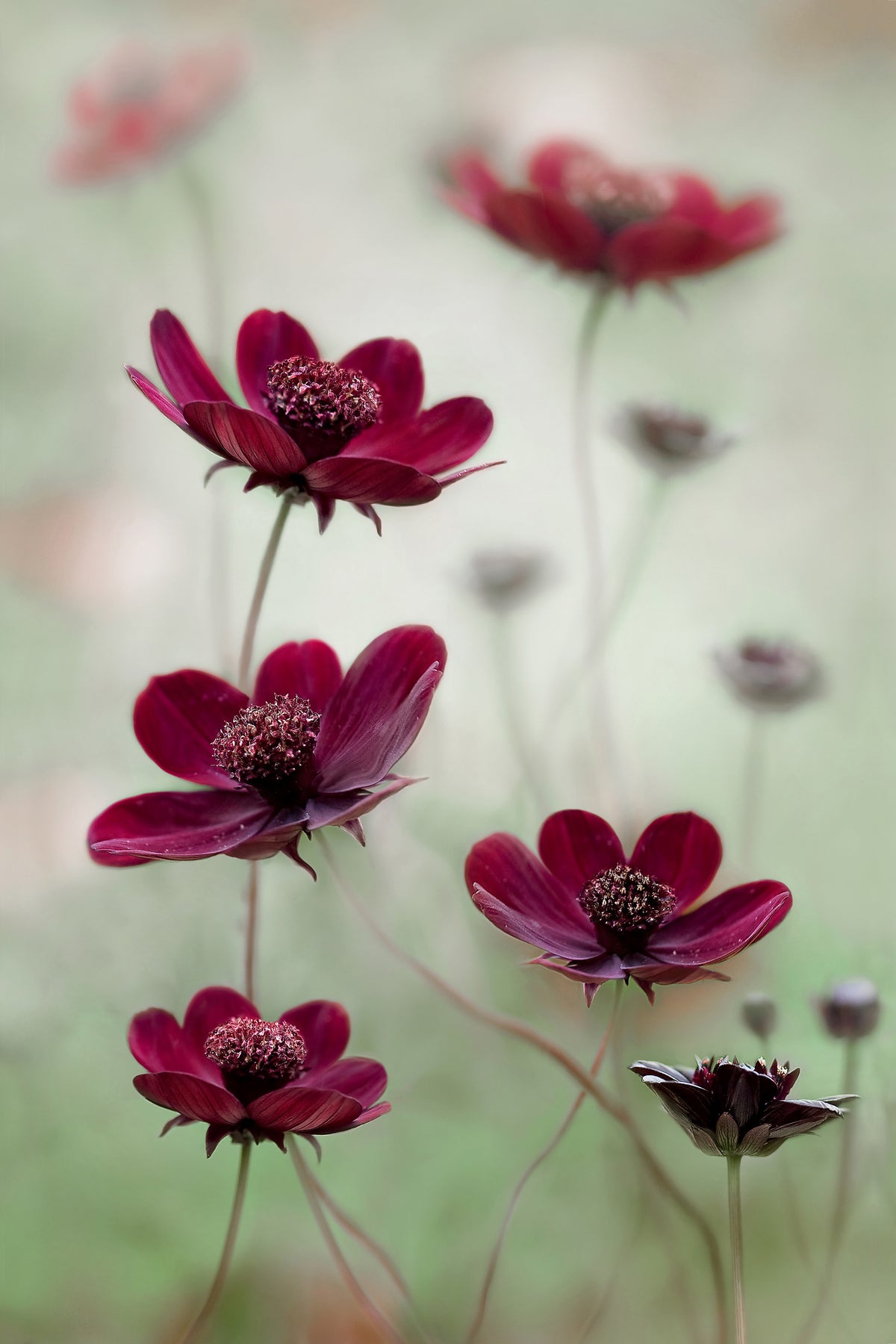 framedposter-print-cosmos-sway-x