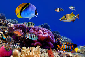 3-piece-acrylic-print-world-of-fish