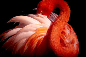 framedcanvas-print-flamingo-xoc