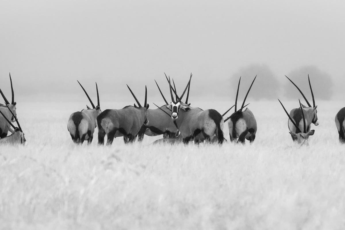acrylic-print-oryx-in-the-rain-x
