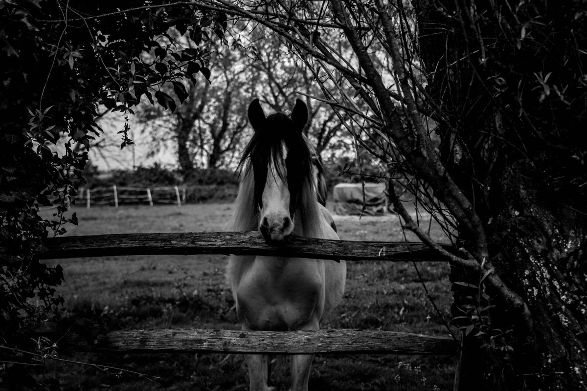 3-piece-canvas-print-the-horse-sw
