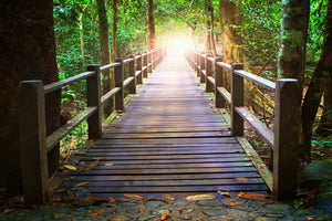 framedposter-print-the-bridge-in-the-forest
