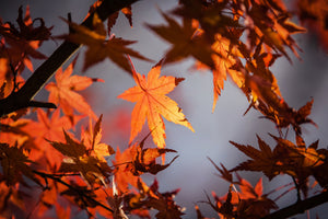 3-piece-canvas-print-maple-leaves-in-autumn