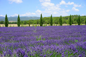 3-piece-acrylic-print-magnificent-lavender-field