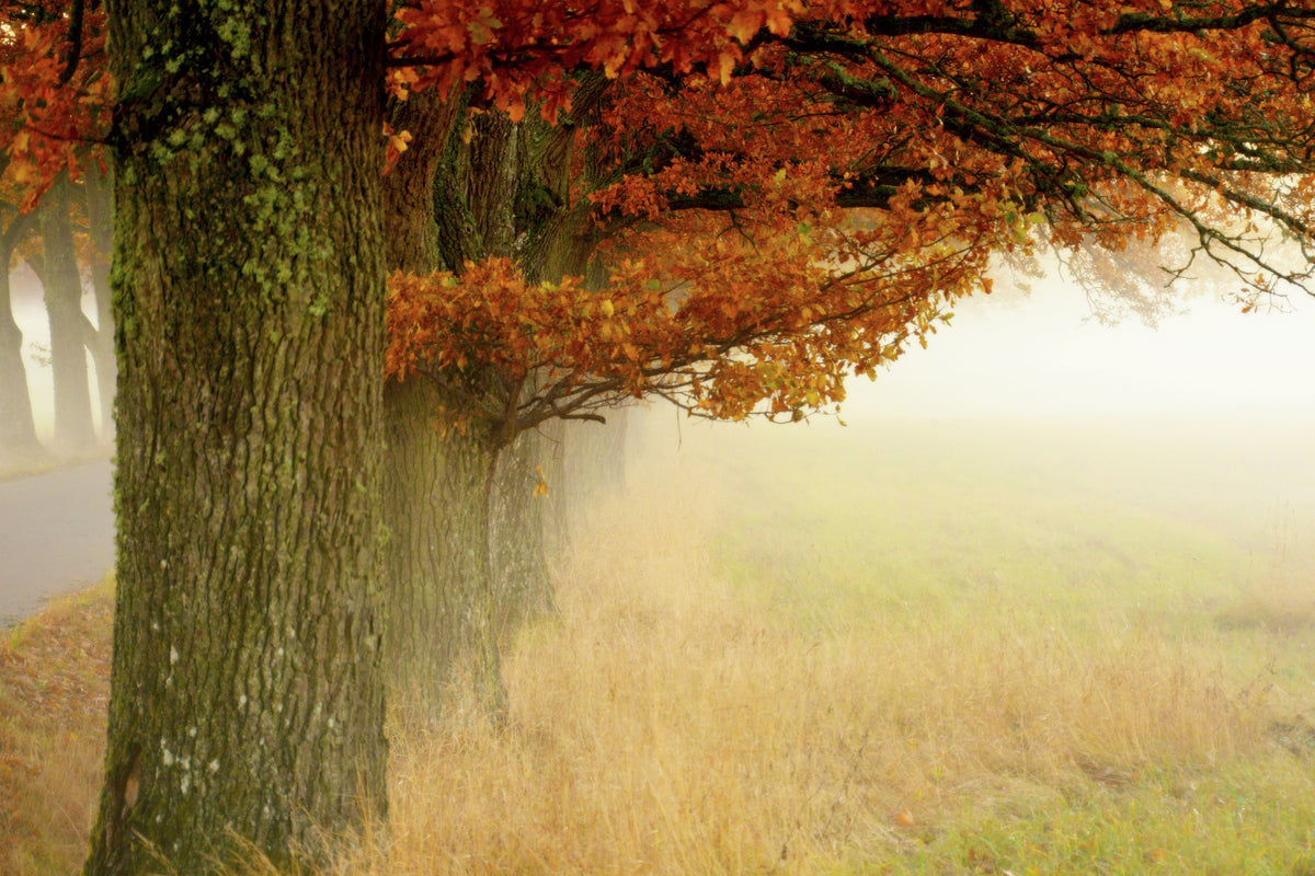 aluminium-print-autumn-fog-x