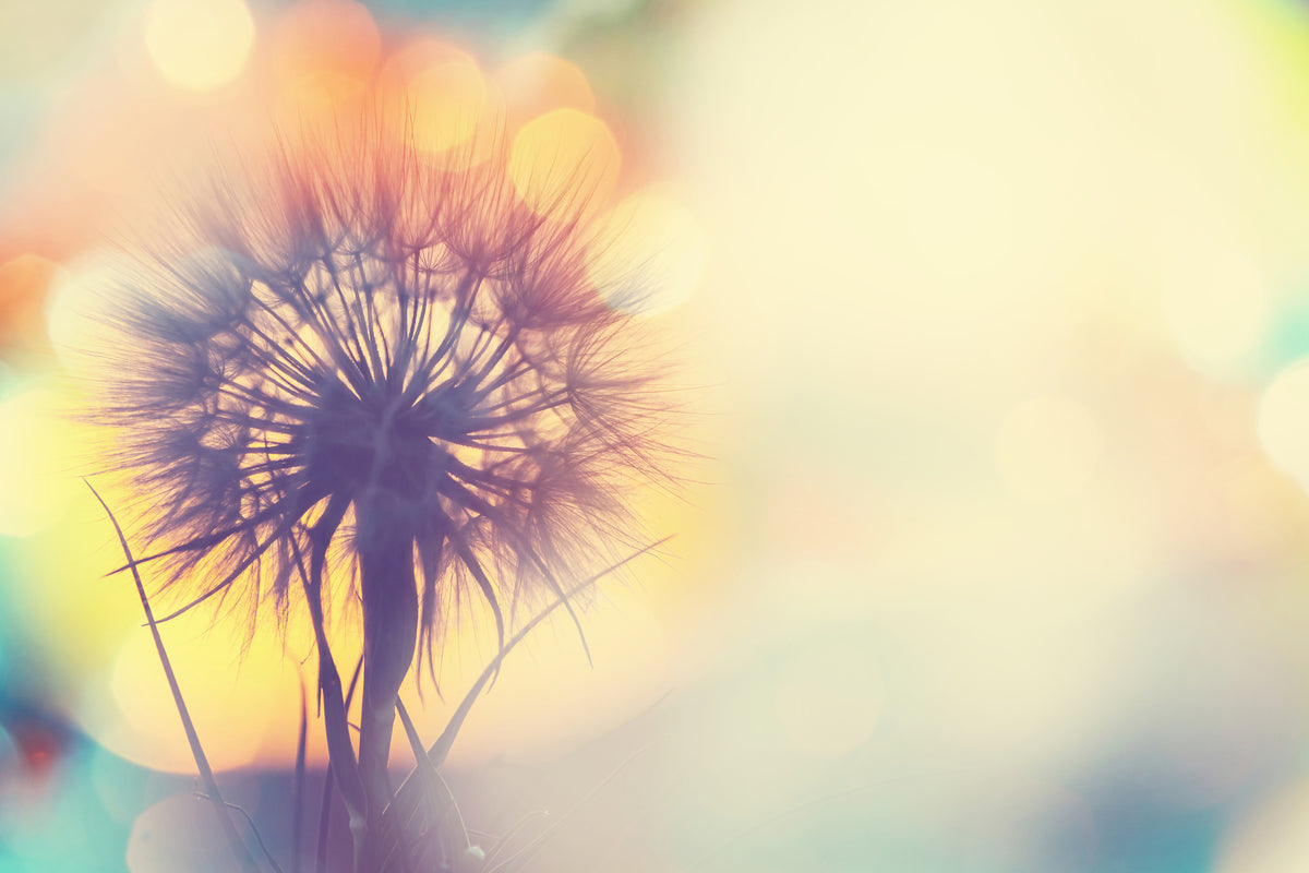 modern-3-piece-canvas-print-the-dandelion-in-the-light