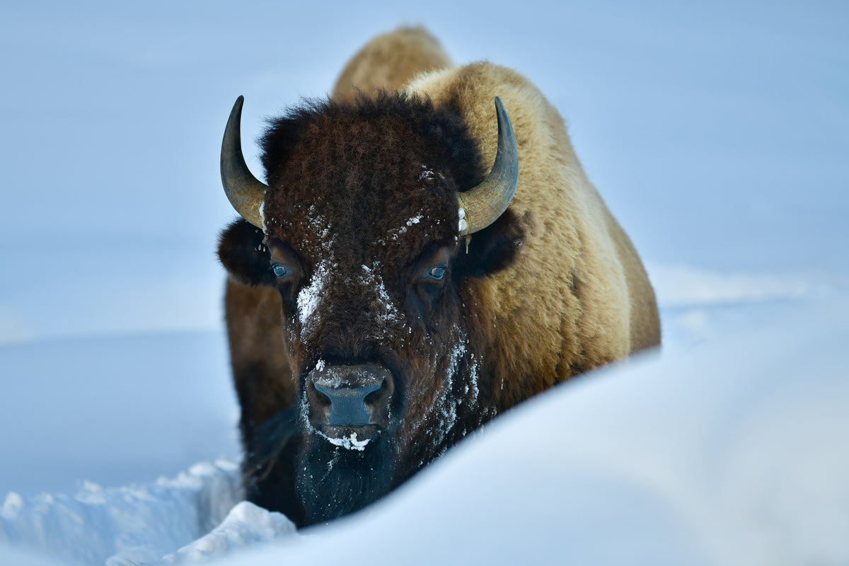 3-piece-acrylic-print-winter-bison