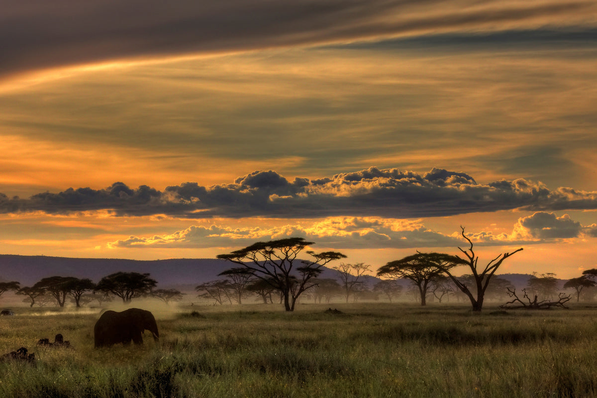framedcanvas-print-africa-x