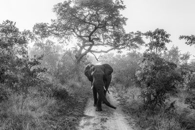 poster-print-walking-giant-x