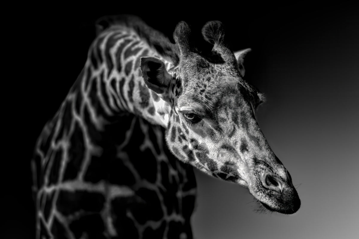 poster-print-giraffe-x