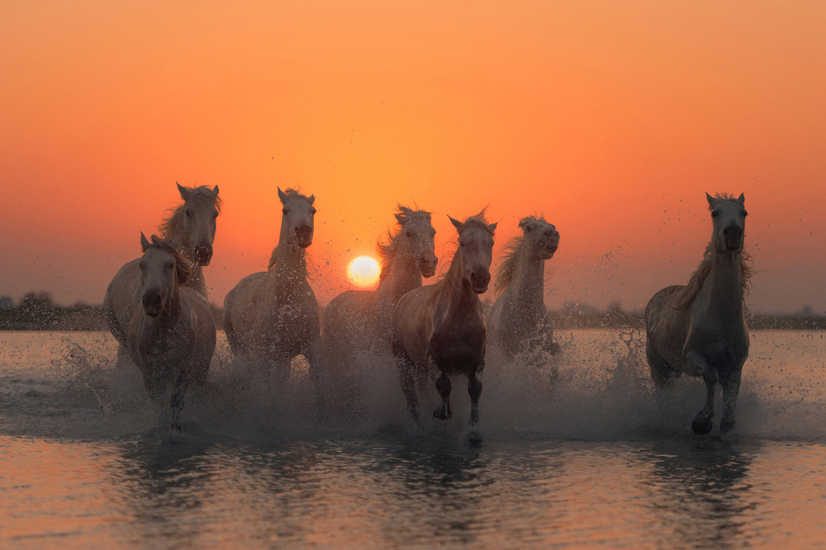 canvas-print-sunset-in-camargue-x