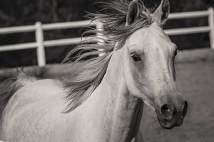 aluminium-print-there-is-a-horse