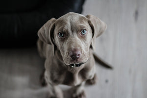 canvas-print-the-weimaraner