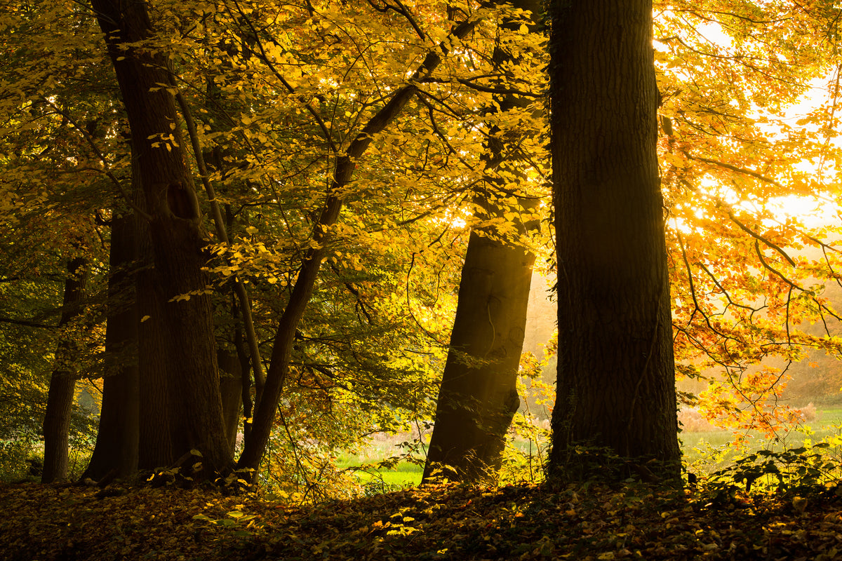3-piece-canvas-print-autumn-leaves