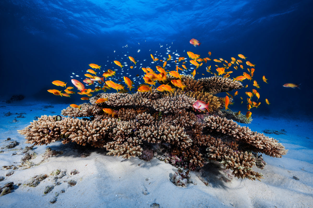 3-piece-aluminium-print-marine-life
