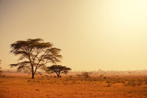 modern-3-piece-canvas-print-pastures-in-kenya