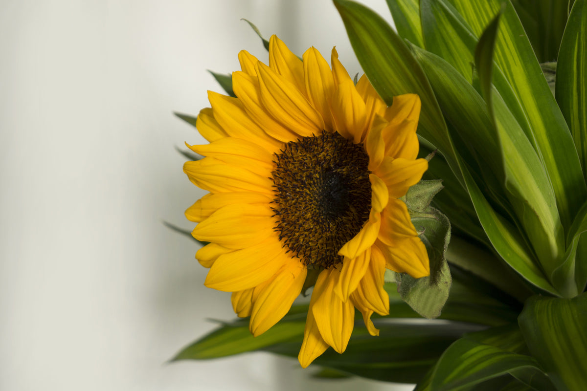 poster-print-beautiful-sunflower