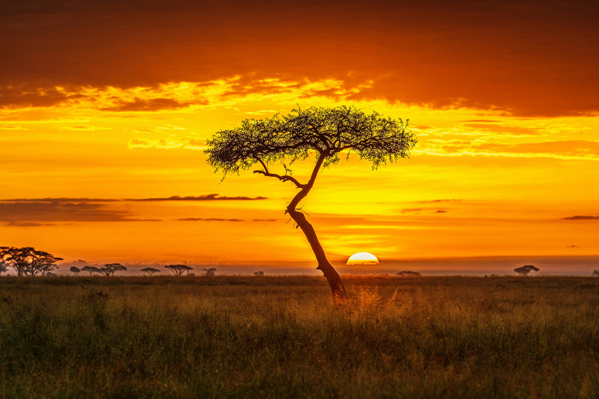 framedcanvas-print-primordial-africa-x